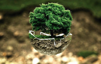 Bild: Baum auf zerbrechlicher Weltkugel